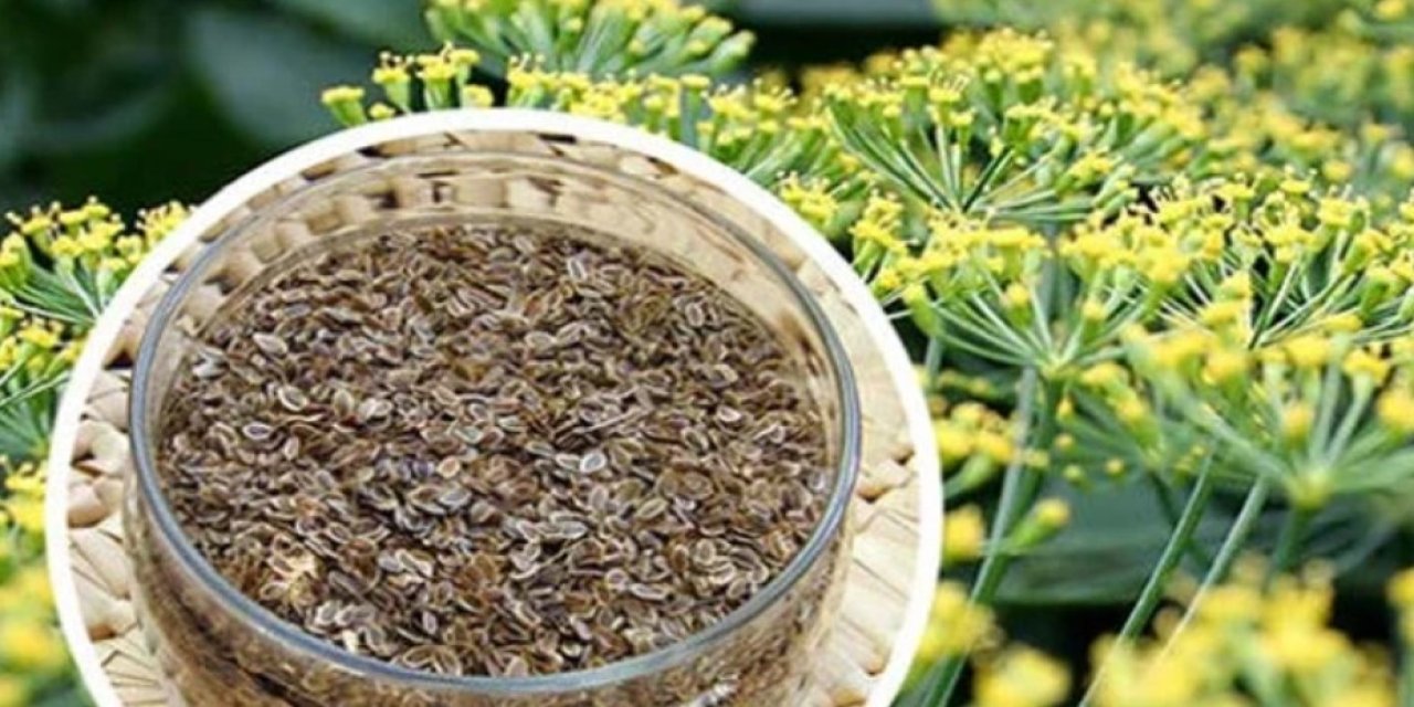 Dünyanın en sağlıklı besini rezene oldu: İşte zirveye yerleşme nedeni