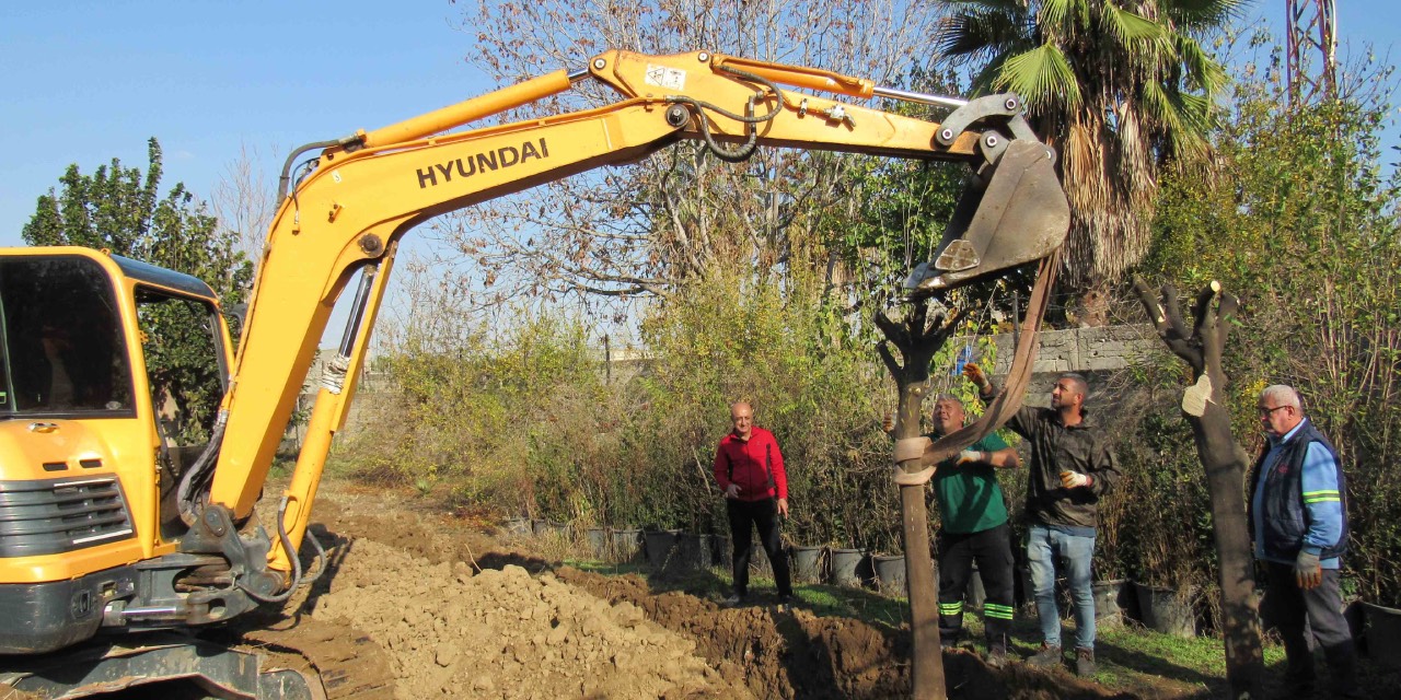 Adana'da kavşak düzenlemelerinde sökülen ağaçlar fidanlıklara taşınıyor