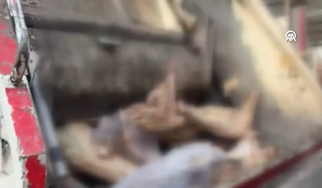 Gaziantep'te tonlarcası ele geçirildi! Vatandaşı zehirleyeceklerdi