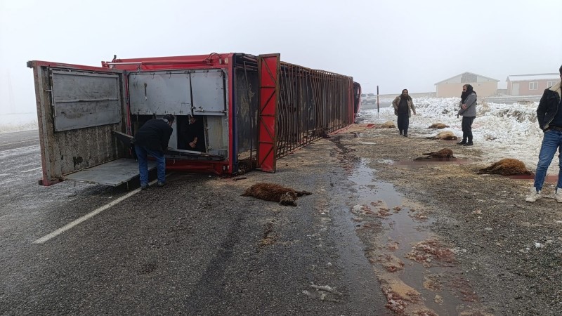 Hayvan yüklü tır devrildi: 10 küçükbaş telef oldu