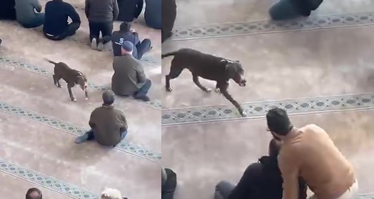 Pitbull camiye girdi, sahibine işlem yapıldı