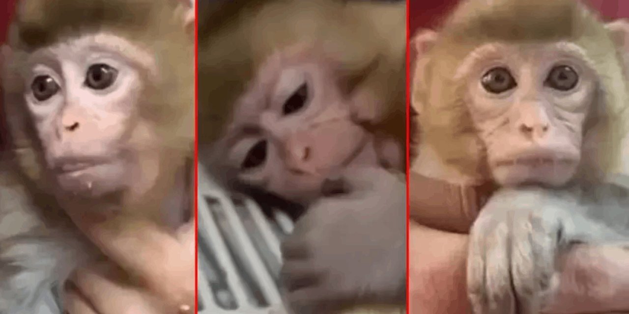 Elazığ’da yavru makak maymunu yakalandı