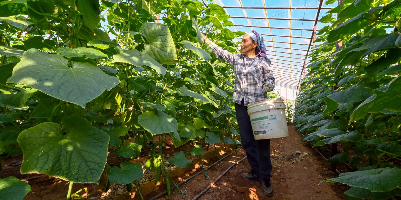Mersin Büyükşehir'den ‘Hıyar Fidesi Dağıtımı Projesi’