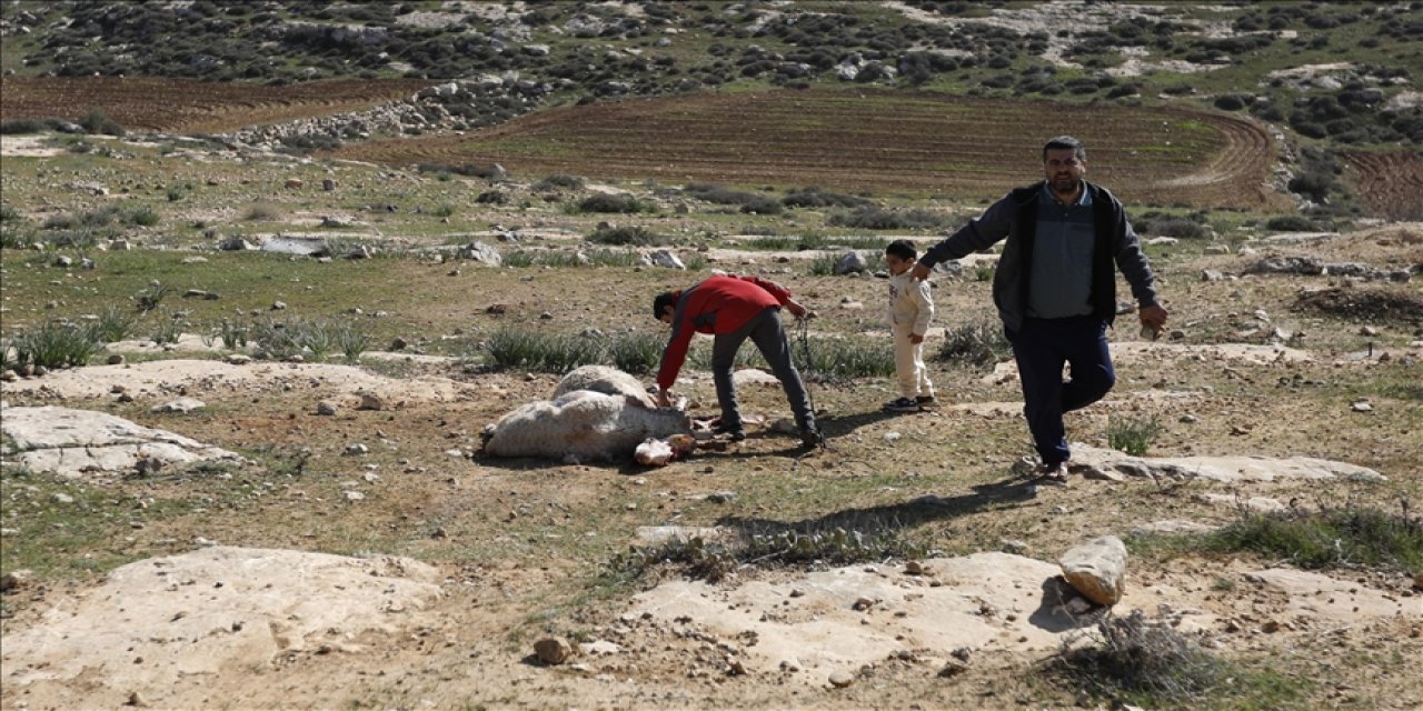 Batı Şeria’da tarımsal tahribat: 8 binden fazla ağaç söküldü, hayvanlar zehirlendi!