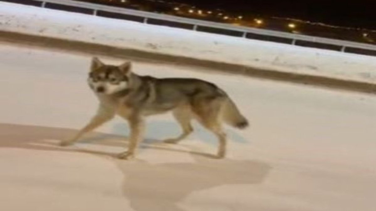 Ardahan'da kurt şehre indi