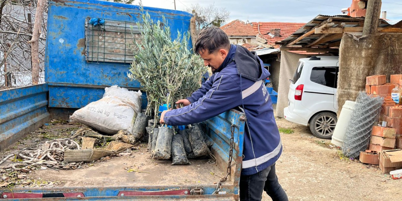 Eskişehir’de zeytinciliğin geliştirilmesine yönelik fidan dağıtımı yapıldı