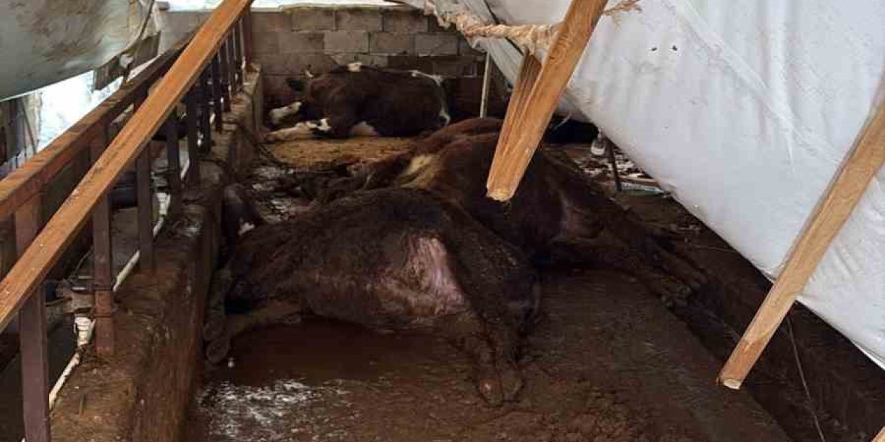 Karabük’te kar yükü ahırları çökertti: 7 büyükbaş telef oldu