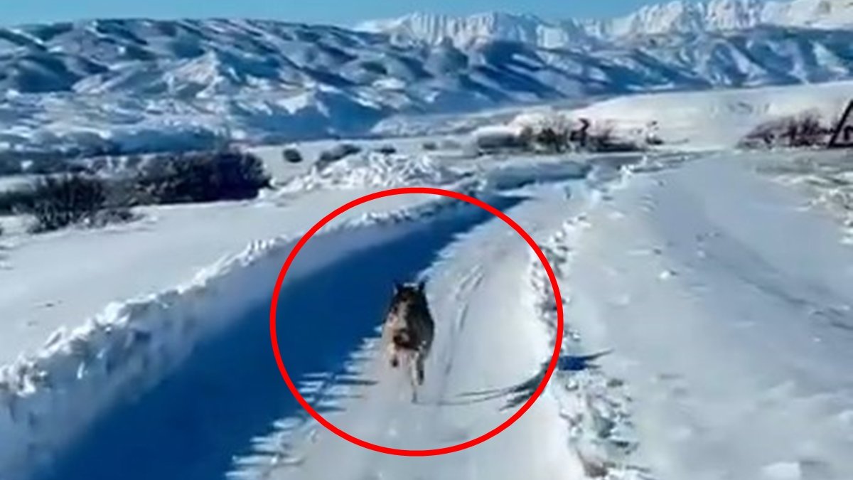 Karlı arazide ilginç anlar: Kurt, ambulansın önünde koştu