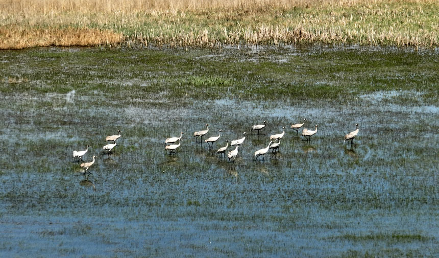 Türkülere konu olmuştu: Telli turnalar 10 yıl sonra yüzünü gösterdi