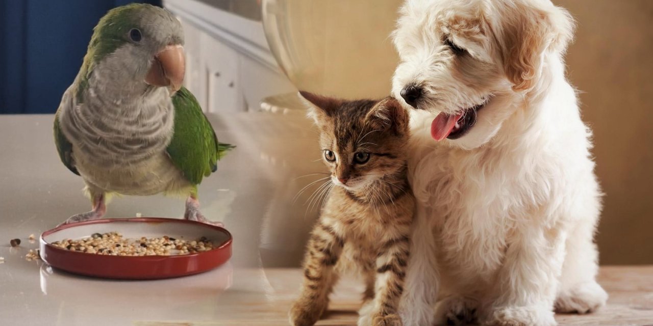 Evcil hayvana ismi nasıl öğretilir? 1 yaşından sonra ismini öğrenebilir mi?