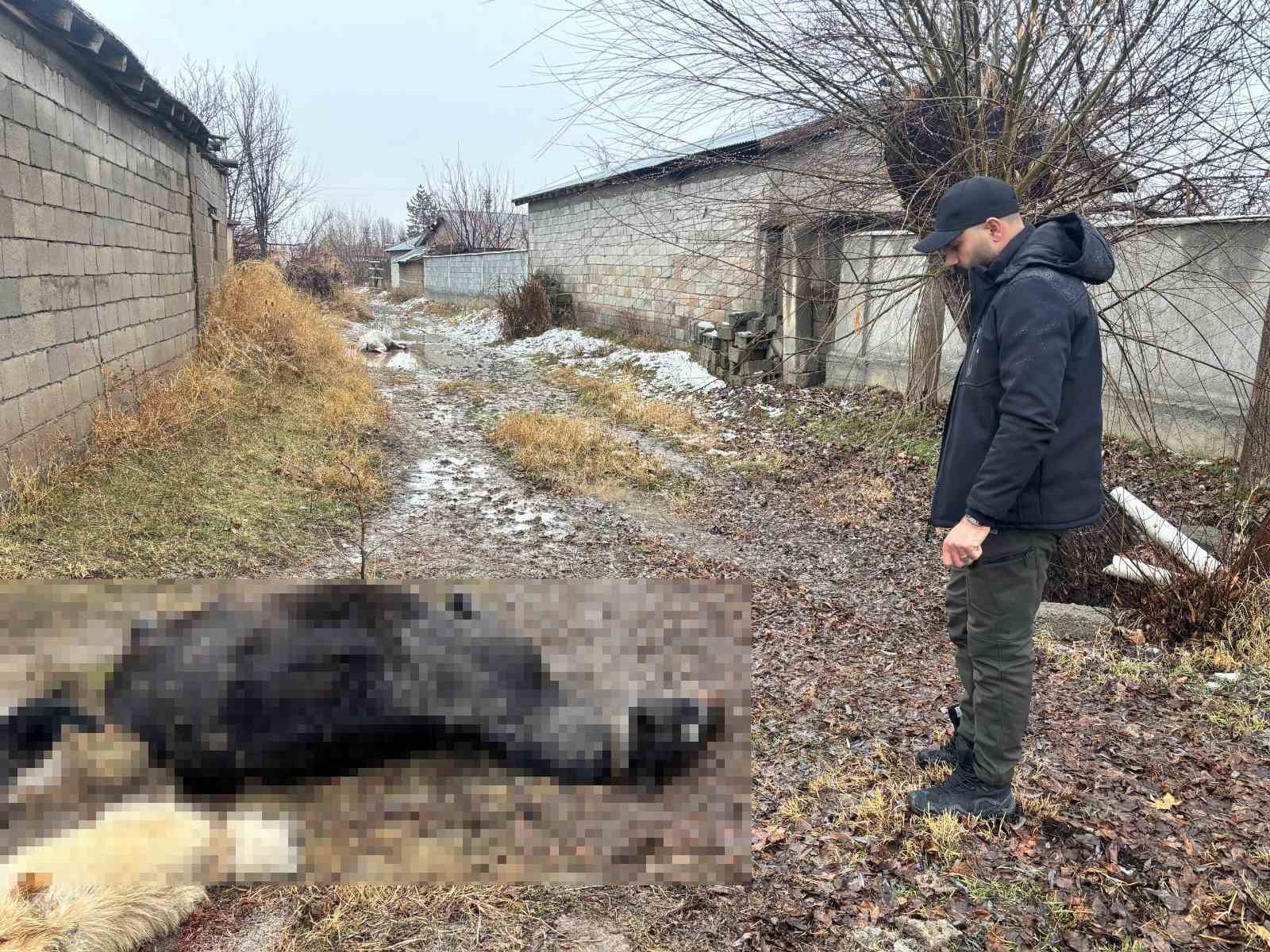Erzincan'da at ve eşek tüfekle telef edildi