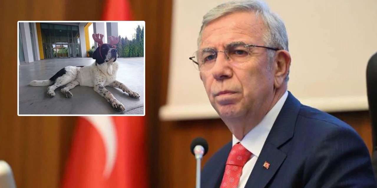 Ankara’da köpek skandalı: Matmazel’in ölümündeki sorumlular işten atıldı