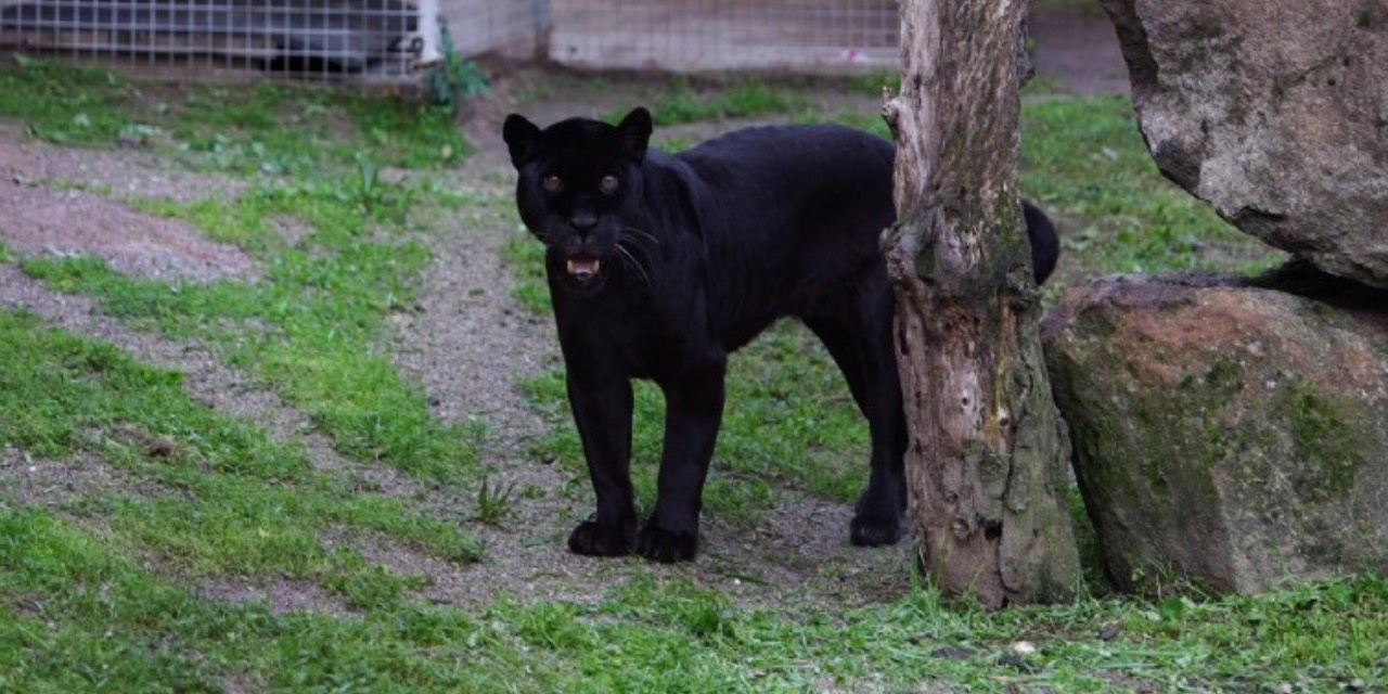İzmir Doğal Yaşam Parkı’nın Jaguarı Juliet hayatını kaybetti