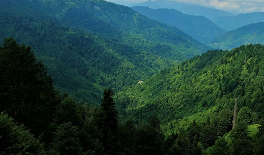 Hatay'da ormanlara girişler yasaklandı