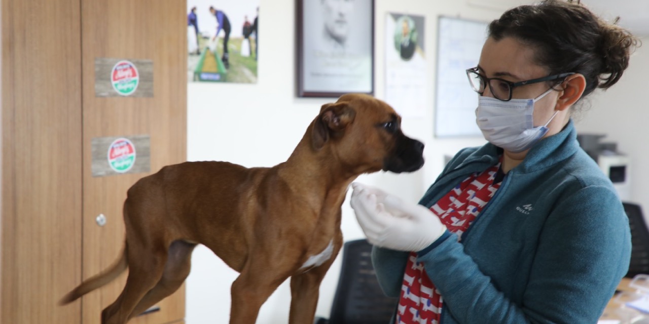 Muğla Büyükşehir Hayvan Bakımevi’nde 4 bin 34 sahipsiz hayvan sahiplendirildi