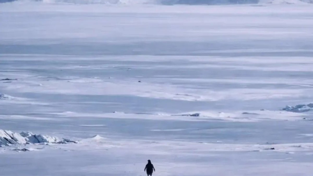 Sosyal medya bu pengueni konuşuyor: İşte Nihilist Penguen'in hikayesi