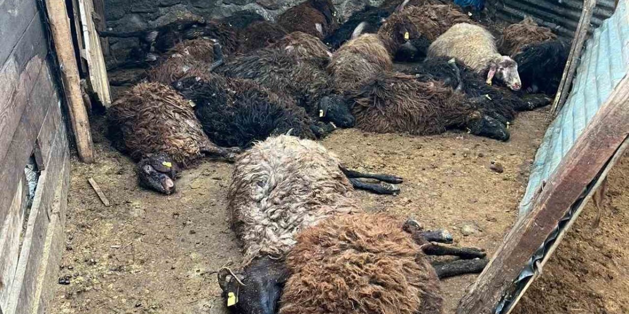 Aç kalan kurtlar 130 koyunu telef etti