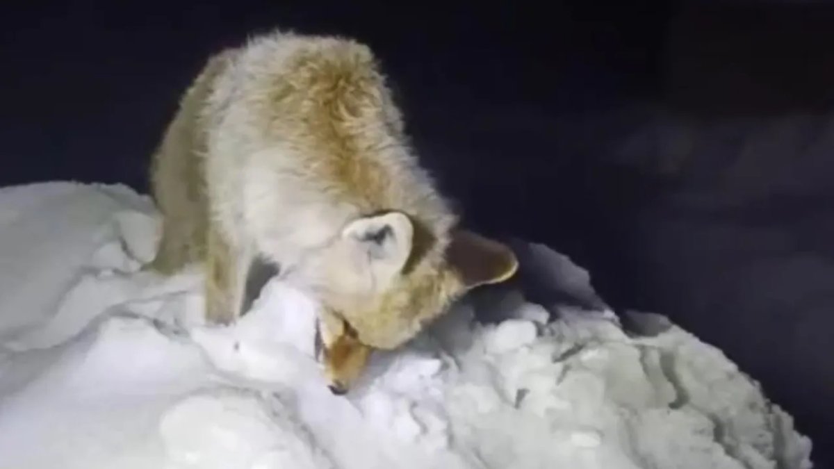 Yüksekova’da tilki ayakta donarak telef oldu