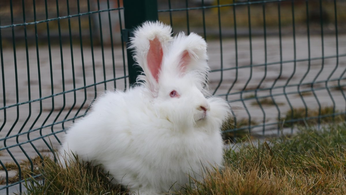 3 asır sonra yeniden hayat buldu: Ankara tavşanı yeniden yetiştiriliyor