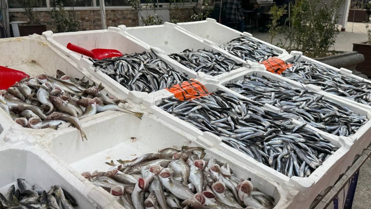 Hamsi tezgahlara döndü, kilosu 200 liradan satılıyor