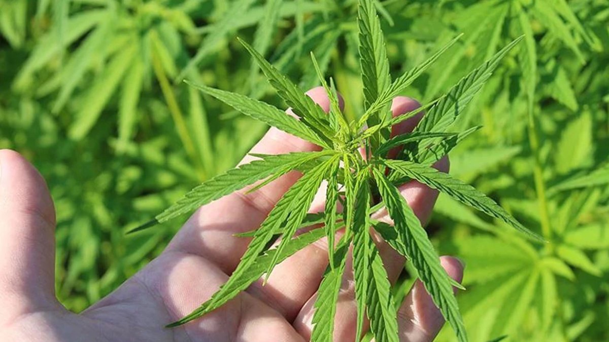 21 ilde kenevir üretimine izin