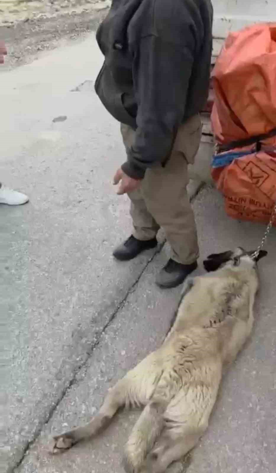 Ankara'da büyük acımasızlık: Köpeği arabanın arkasına bağladı