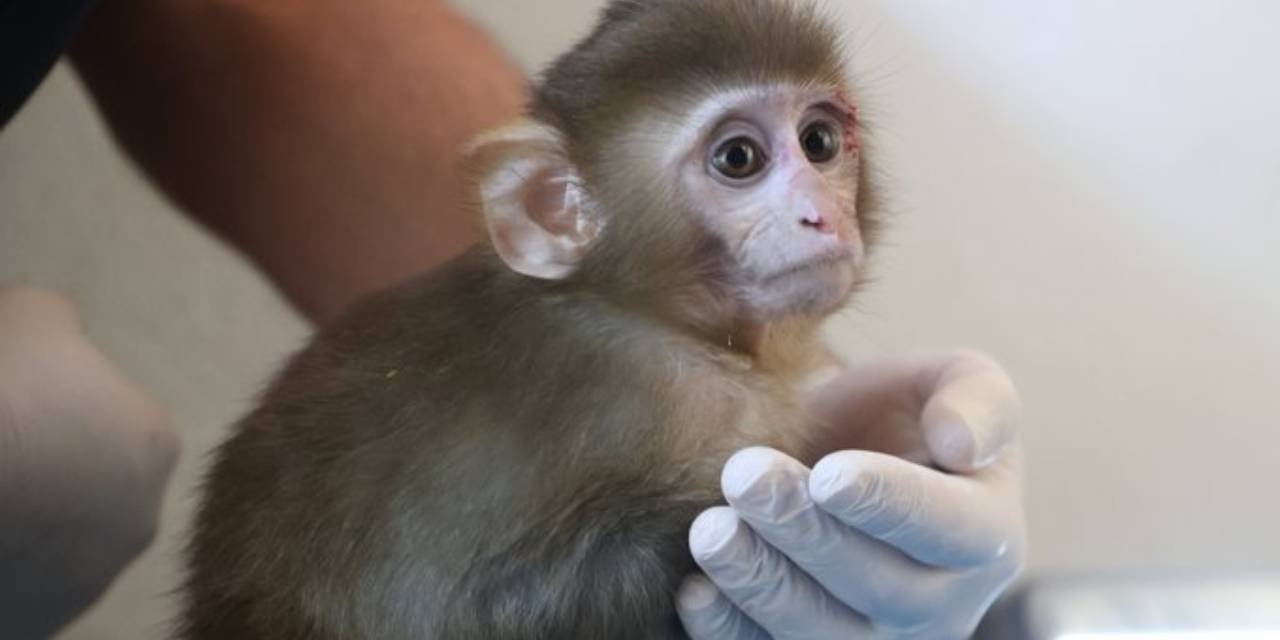 Antalya'da şaşırtan operasyon: Uyuşturucu, silah ve makak maymunu Portakal ele geçirildi