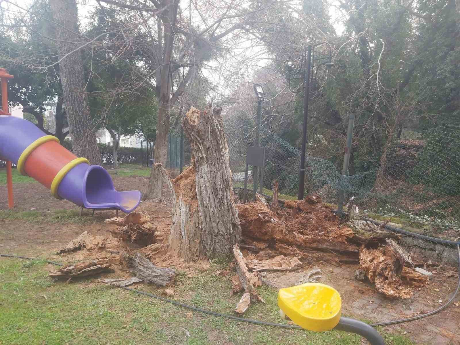 Aydın'da fırtına: Ağaçlar devrildi
