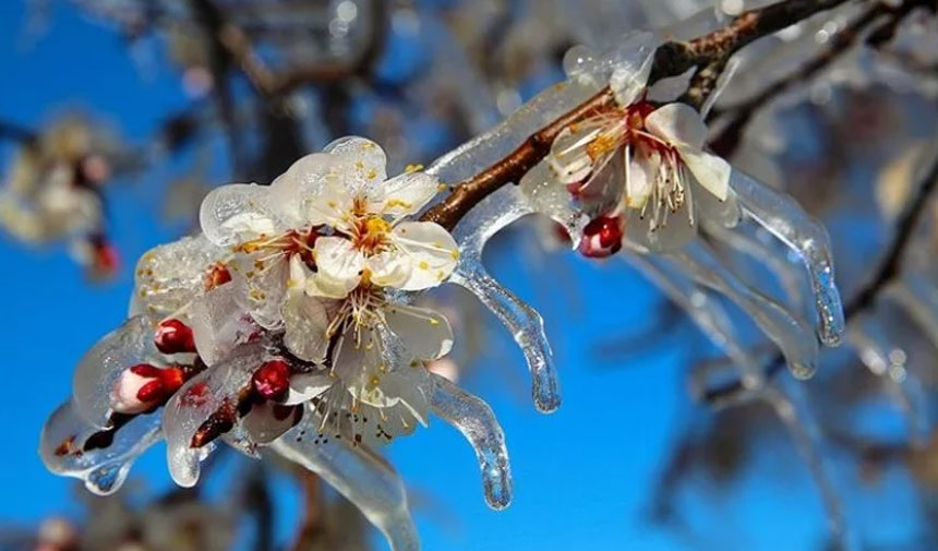 Sıcaklıklar düşüyor: Meteoroloji'den zirai don uyarısı