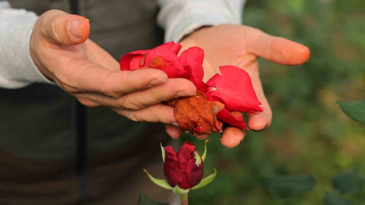 Zirai don sevgililer günü güllerini vurdu: Fiyatlar yüzde 50 yükseldi