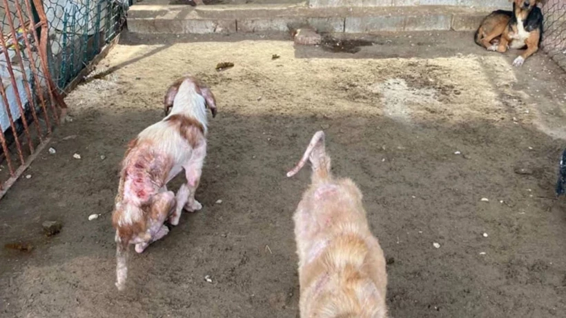 Hayvan barınağında vicdanları sızlatan görüntü: Soruşturma açıldı