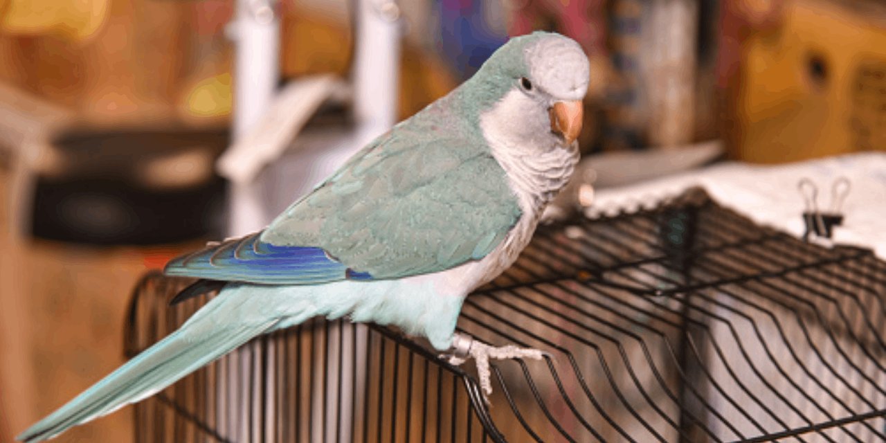 Papağanınızın kanat altı tüyleri döküldüyse dikkat! Normal mi, hastalık mı?
