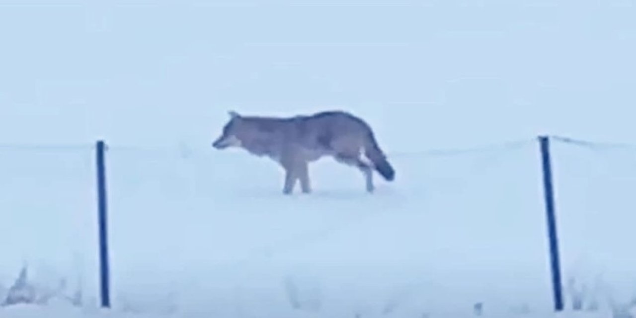 Ardahan’da 3 ayaklı kurt yiyecek ararken görüntülendi