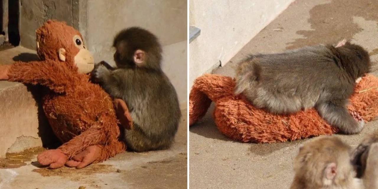 Küçükken terk edilen maymun Punch, peluş oyuncağını annesi sandı: Peluşa sarıldığı duygusal anlar gündem oldu