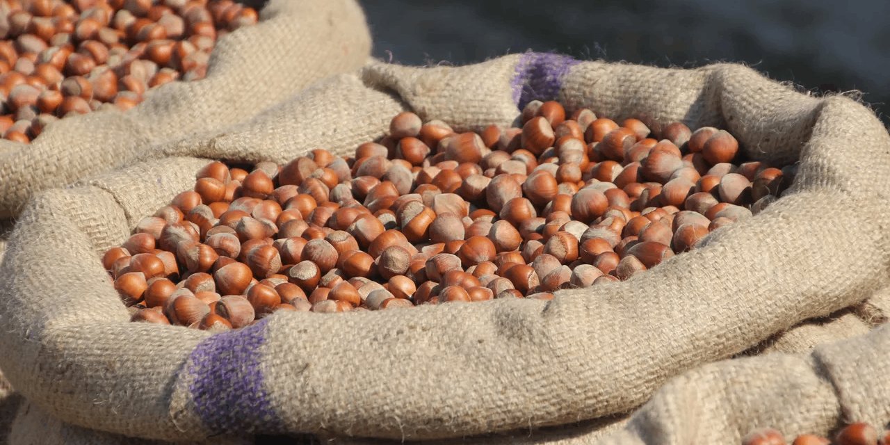 Fındıkta büyük oyun iddiası: 350 TL’den 240 TL’ye sert düşüş!