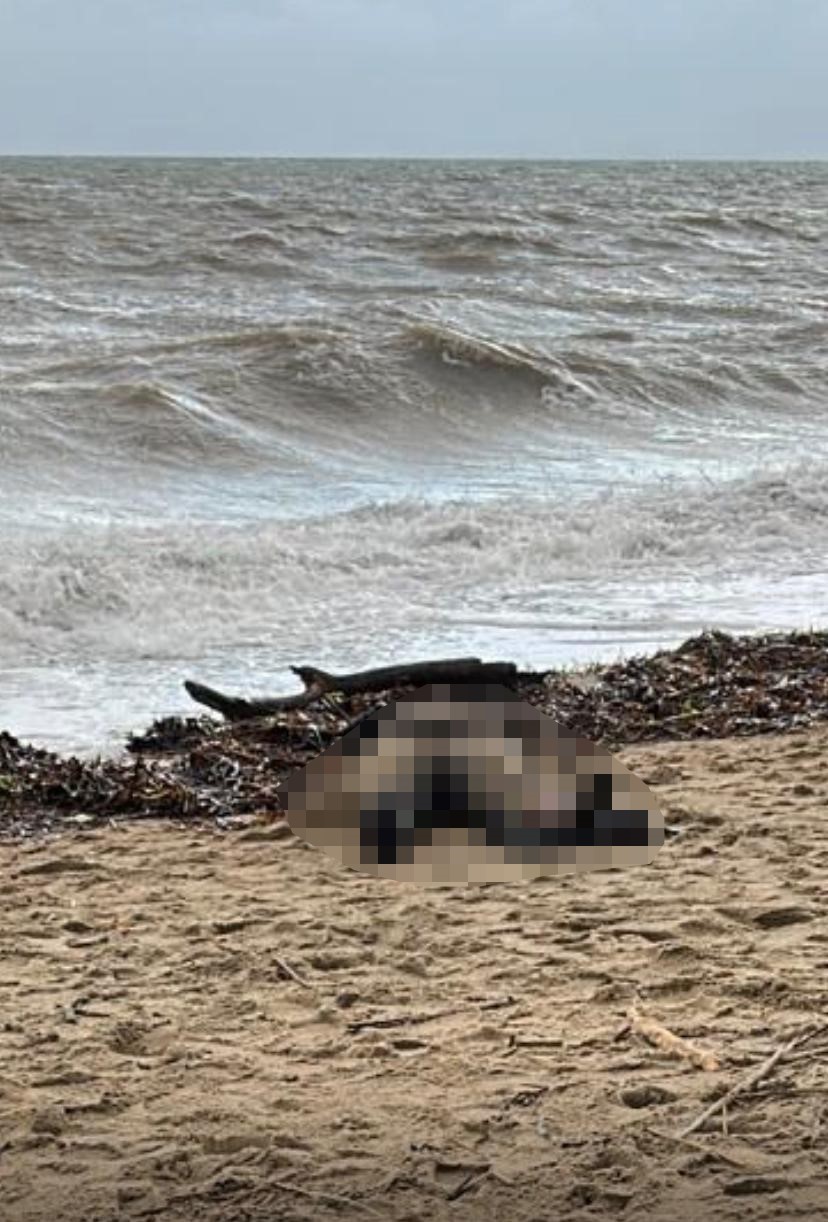 Sahilde kadın cesedi bulundu