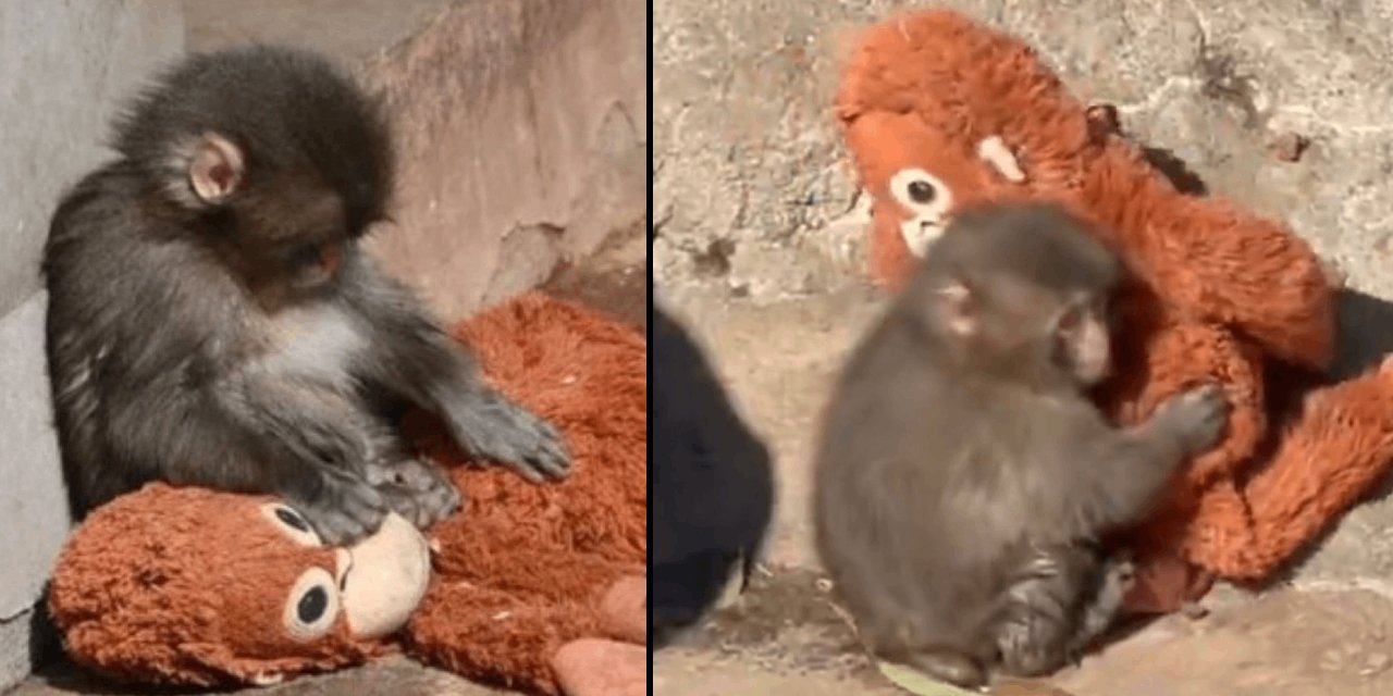 Terk edilen Punch’ın son görüntüsü herkesi üzüntüye boğdu: Tate kardeşlerden 250 bin dolar teklifi