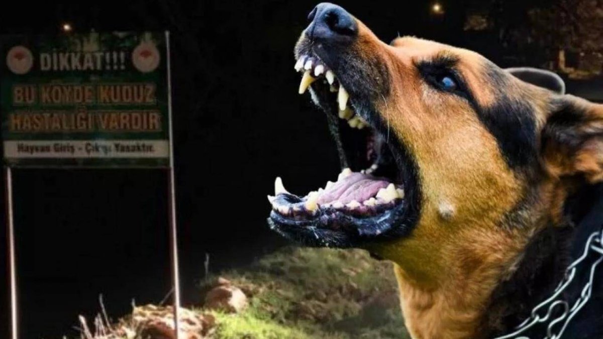 İstanbul Valiliği’nden ‘kuduz salgını’ iddialarına yanıt