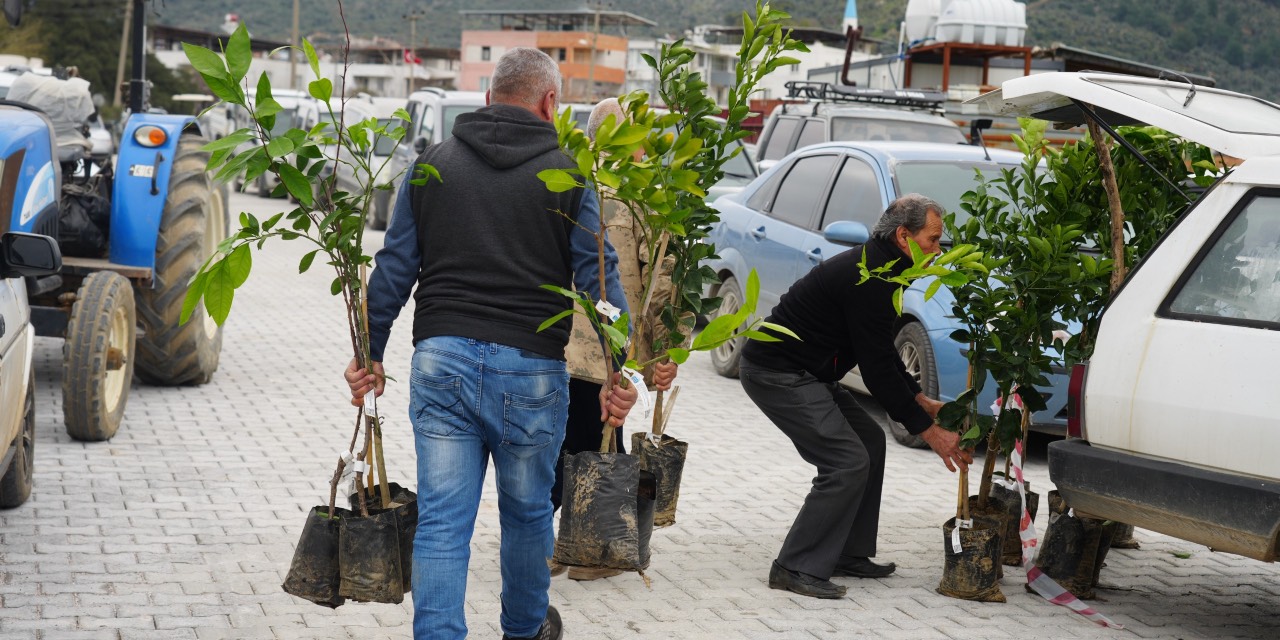 Milas Belediyesi üreticilere meyve fidanı desteği sağladı