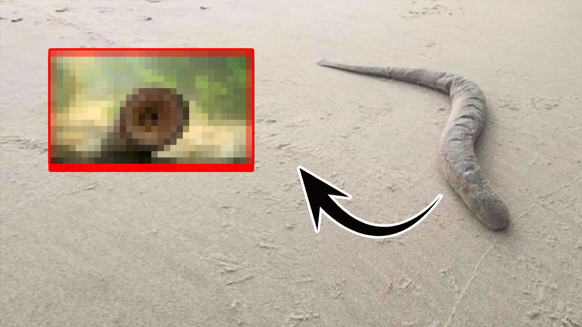 Bu canlı kanla besleniyor... Yıllar sonra tekrar görüldü: Görüntüsü resmen uzaylı gibi!