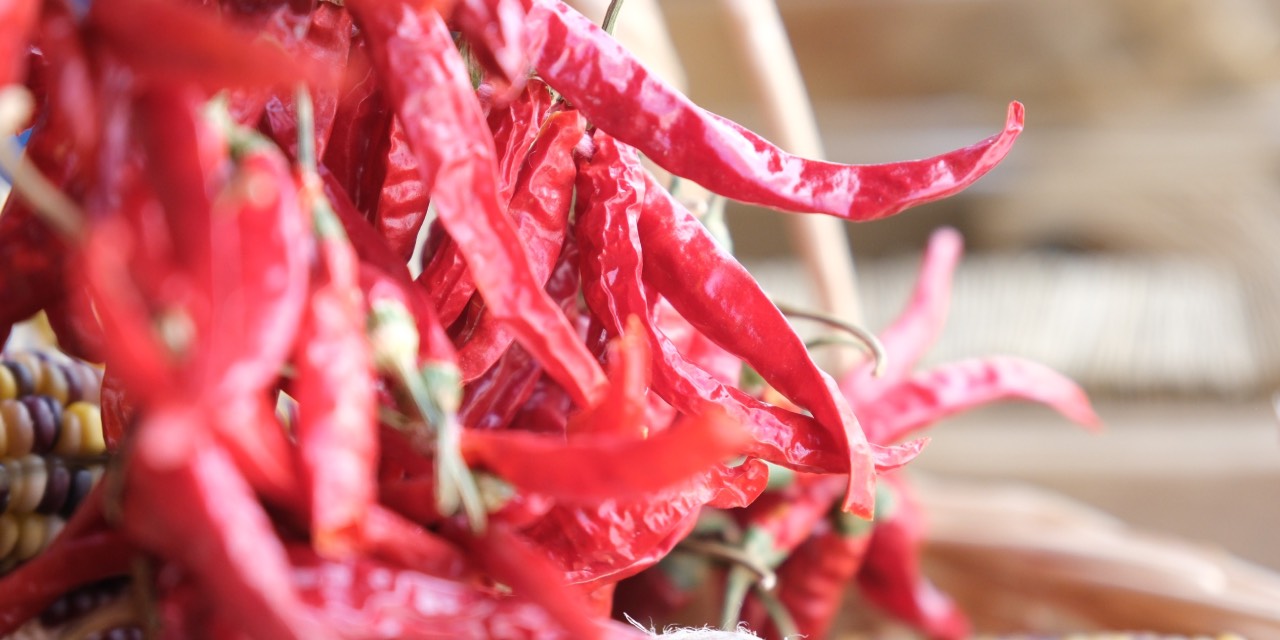 Eskişehir’in yerel tohumları Türkiye’ye dağıtılıyor