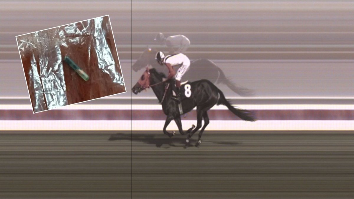 Kavurmanın içinde yarış adı çipi çıkmıştı: Kimliği belli oldu