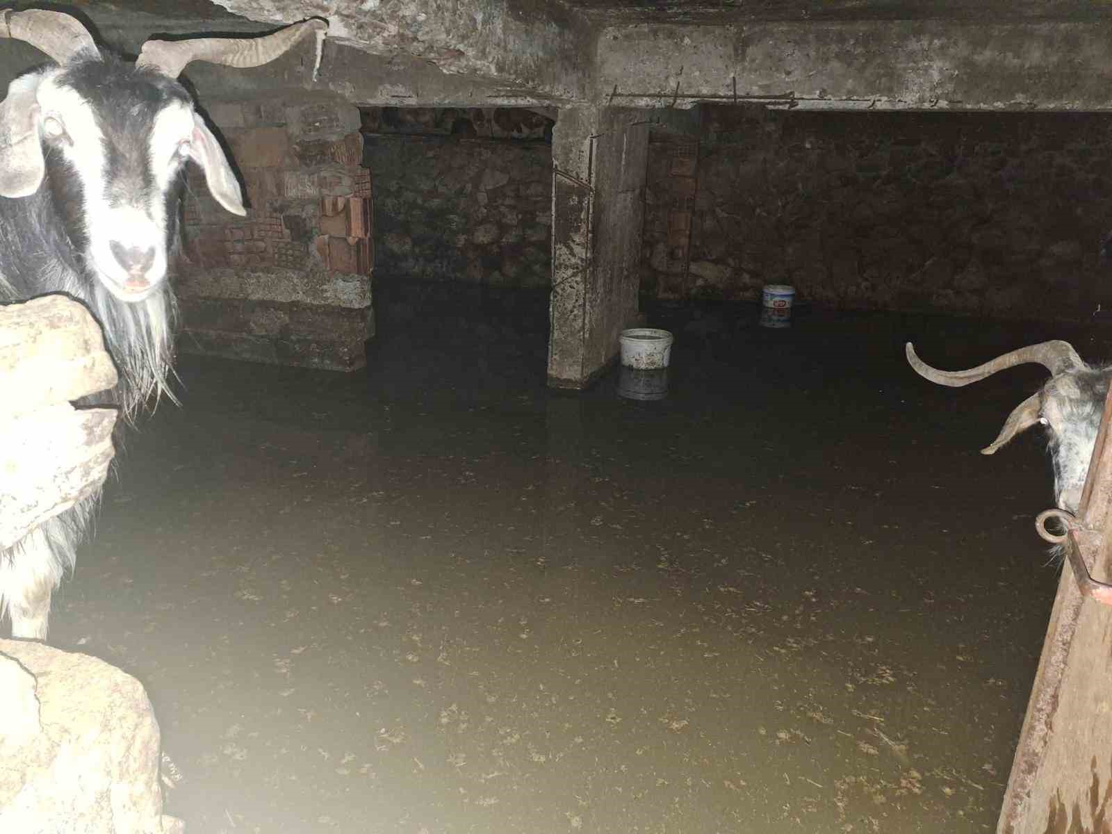 Bingöl’de sel ahırı bastı: İçler acısı görüntü