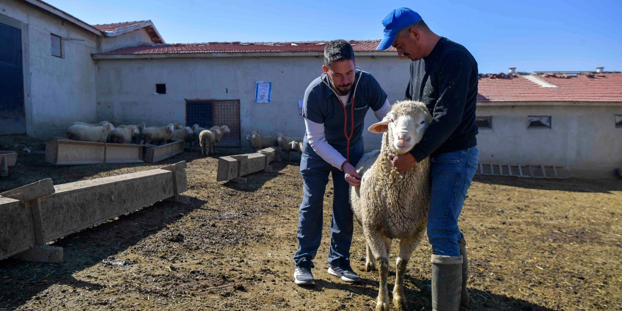 Ankara’da üreticiye veteriner desteği için başvurular sürüyor