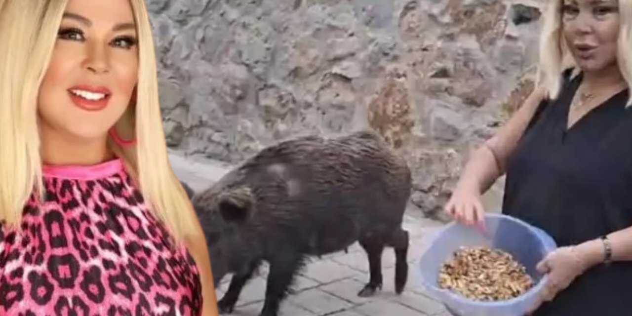 Safiye Soyman yaban domuzunu besledi: O anlar gündem oldu