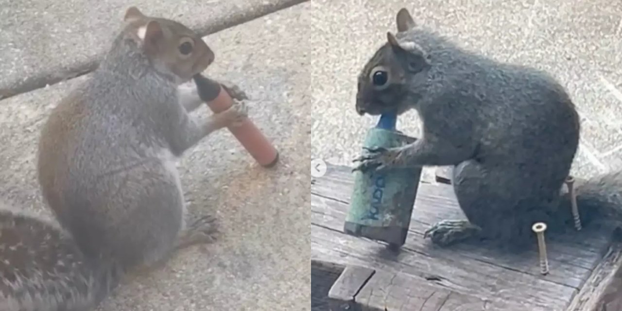 Sigara içen sincaplar şaşırttı! Görüntülerin arkasındaki gerçek ortaya çıktı