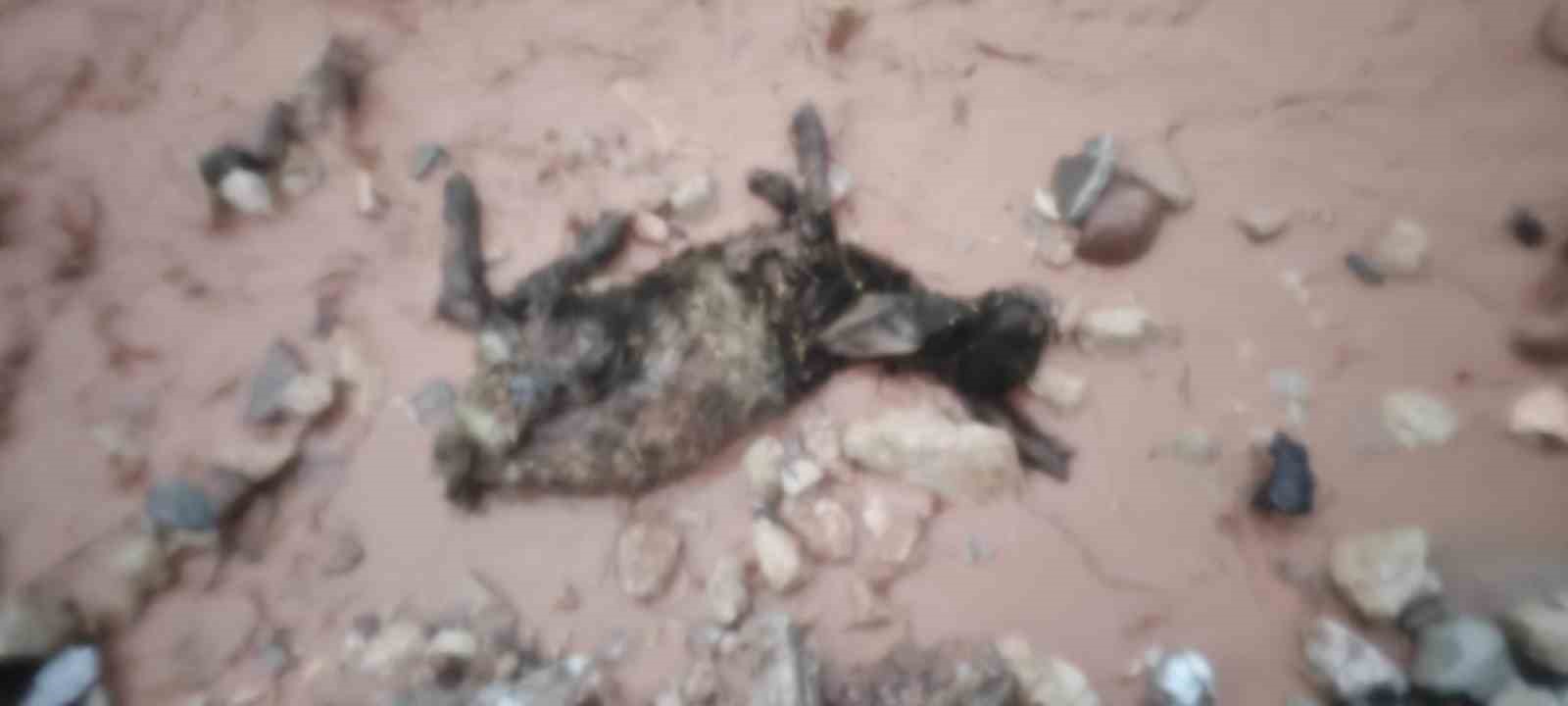 Şırnak'ta sel göçerleri vurdu