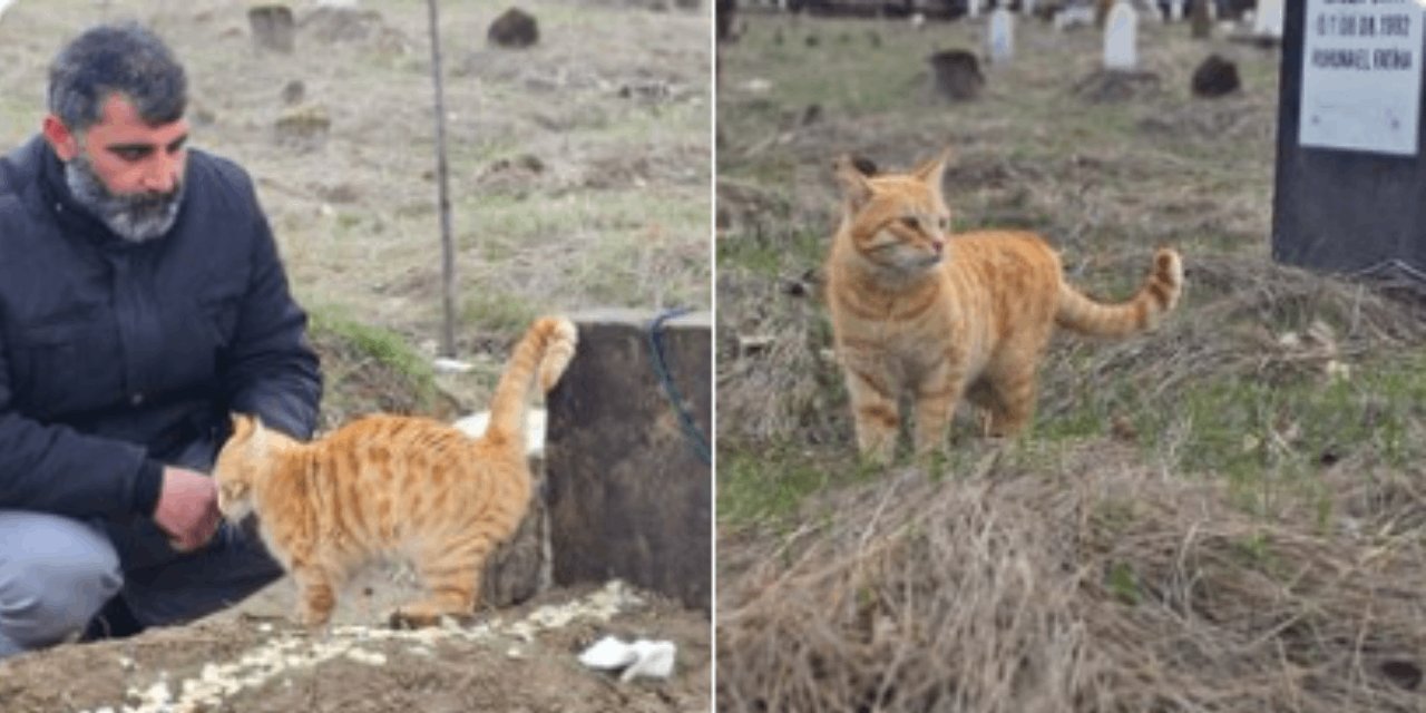 Ölümsüz sadakat: Kediler 9 gündür ölen sahibinin mezarında