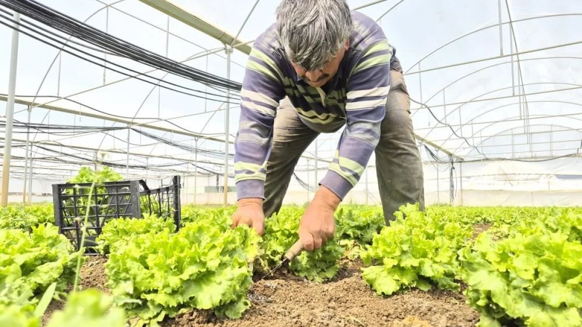 Tarlada 15, tezgahta 100 TL: Fiyatlardaki uçurumun sebebi ne?
