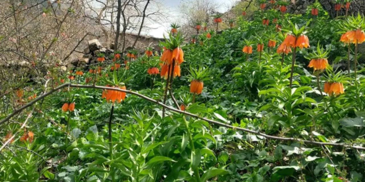 "Ağlayan gelin" çiçeği açtı: Ömrü sadece 1 ay! Koparmanın cezası 700 bin TL